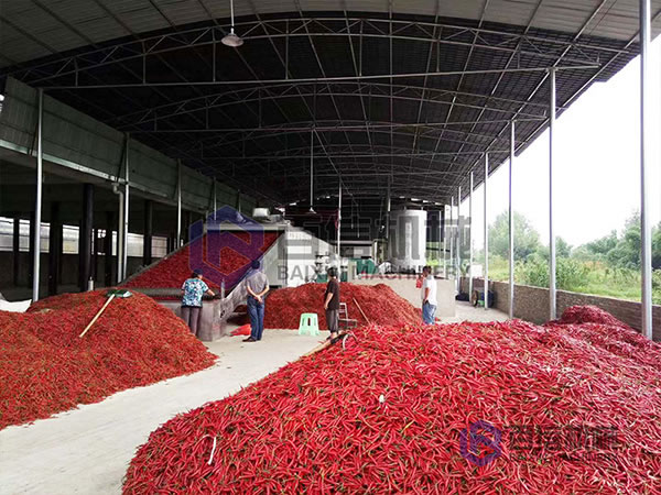 辣椒烘干現(xiàn)場