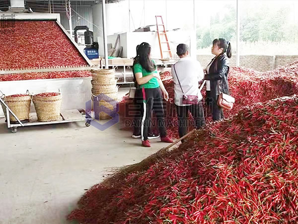 辣椒烘干現(xiàn)場展示